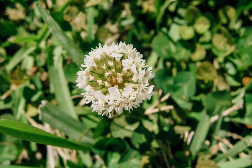 Find & Identify White Clover Weeds - A Common Illinois Lawn Weed
