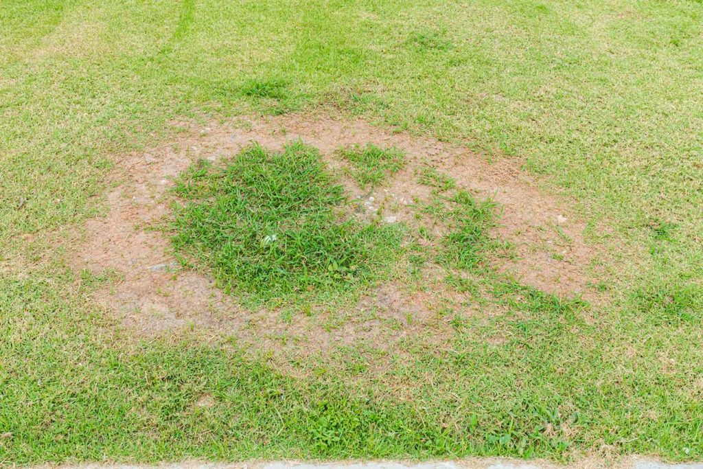 summer patch disease infecting a lawn