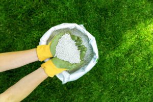 hands holding granular fertilizer for a lawn fertilization