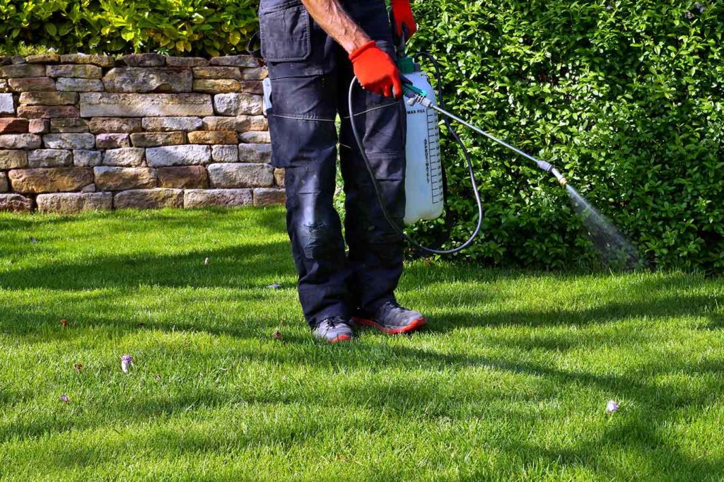 man applying liquid fertilizer to a freshly cut lawn