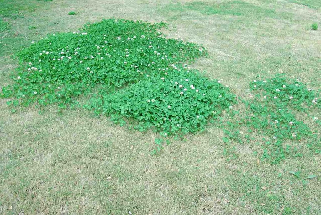 white clover in a thinning brown lawn