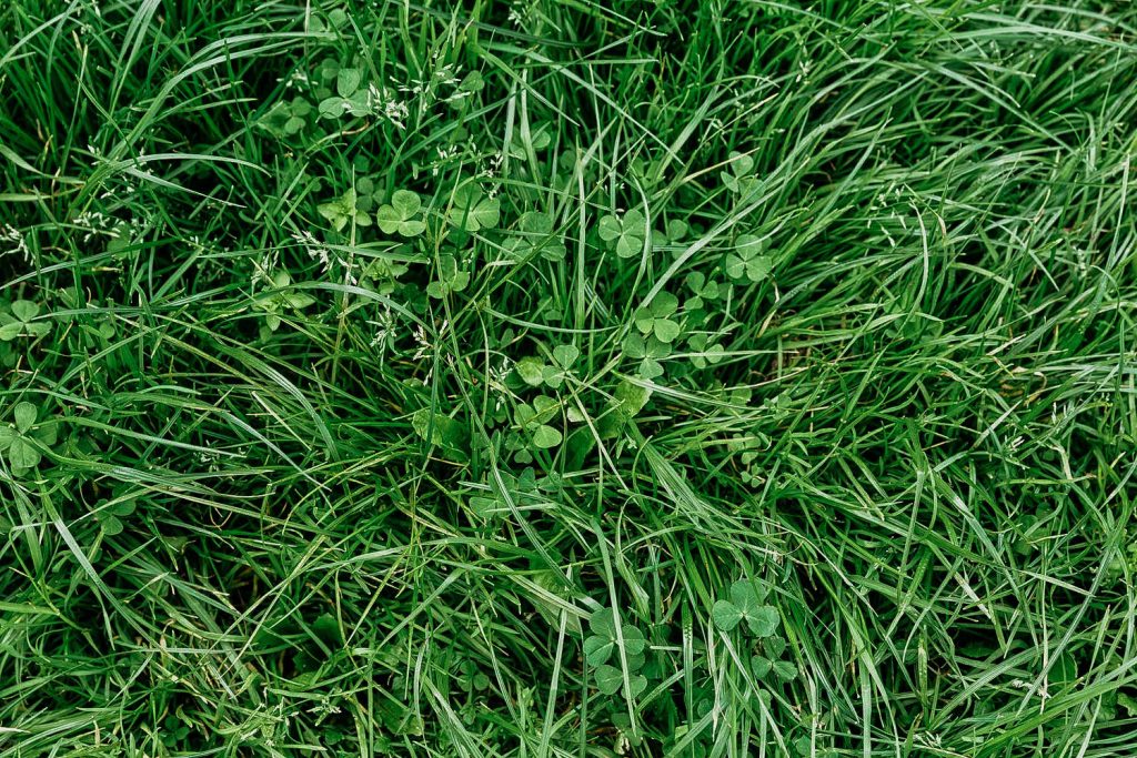 Spot Clover Weeds In Your Yard - A Common Illinois Lawn Weed
