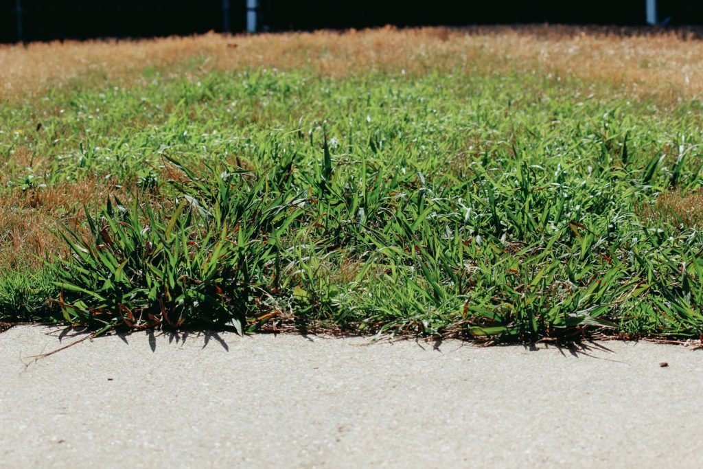 Crabgrass Lawn Weed - Broadleaf Weeds