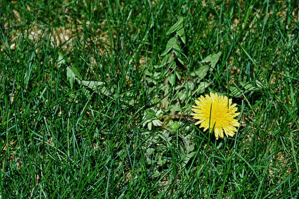 Identify Dandelion Weeds - Common Illinois Grass Weed