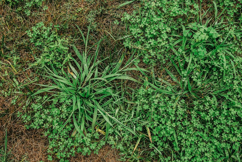 Learn How To: Identify Difficult Broadleaf Lawn Weeds - Quackgrass