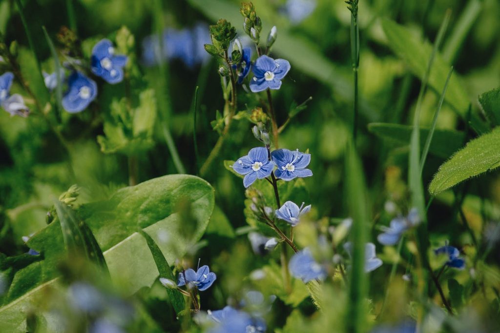 Identify Speedwell Weeds - A Common Illinois Lawn Weed
