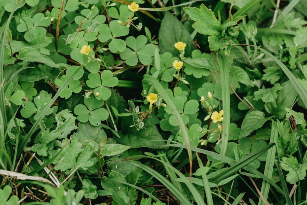 Locate & Identify Yellow Wood Sorrel Weeds - A Common Illinois Lawn Weed