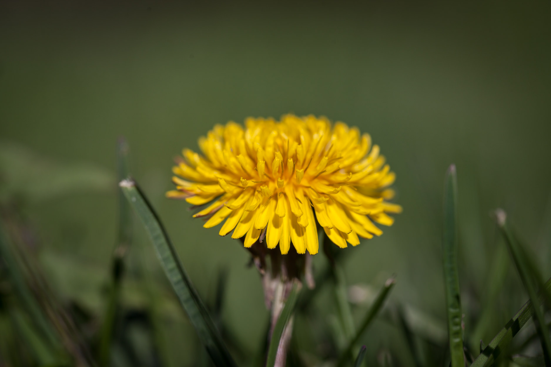 elite-lawn-care-160418-083627