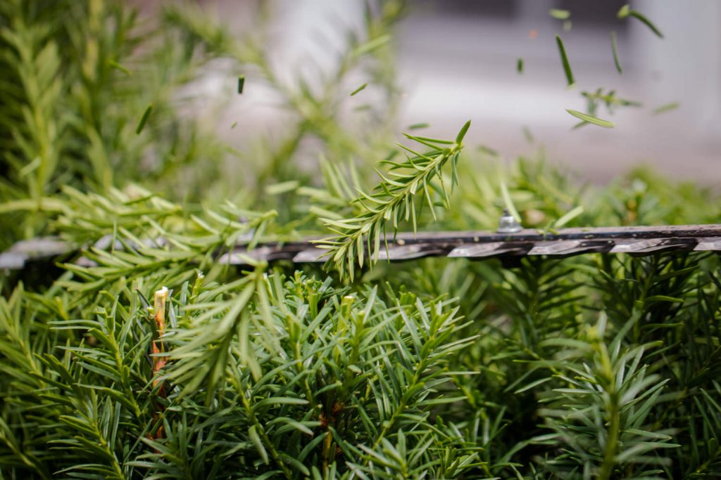 Landscaped yard with healthy plants