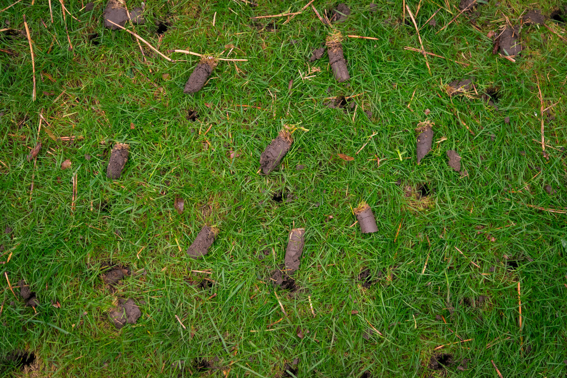 elite-lawn-care-171102-113327