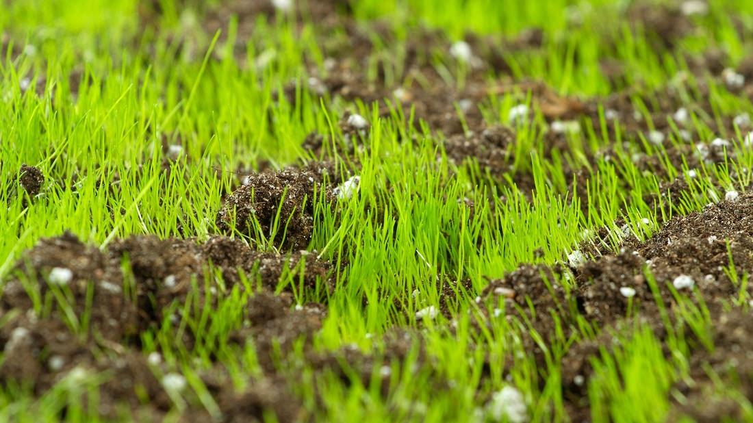 grass-seed-installation-crystal-lake-il.jpg