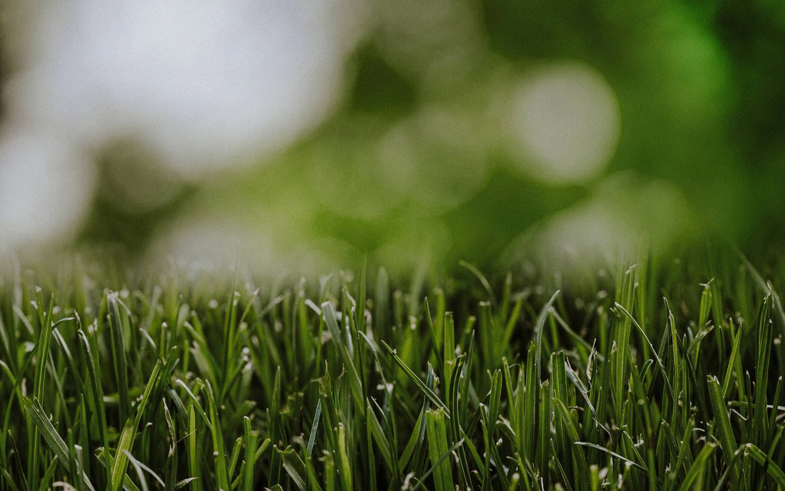 elite-lawn-care-200106-170125-web