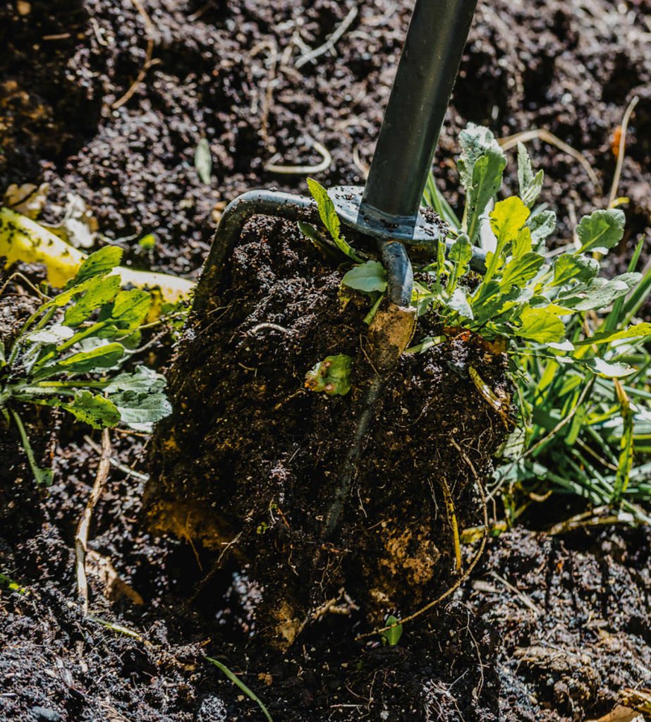 weed-removal-2-923x1024