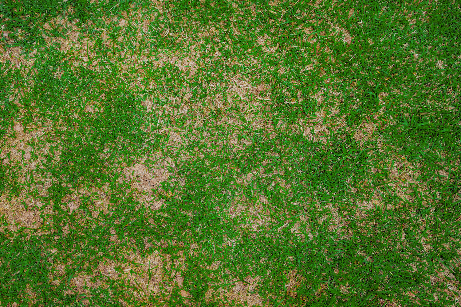 elite-lawn-care-common-lawn-disease-08