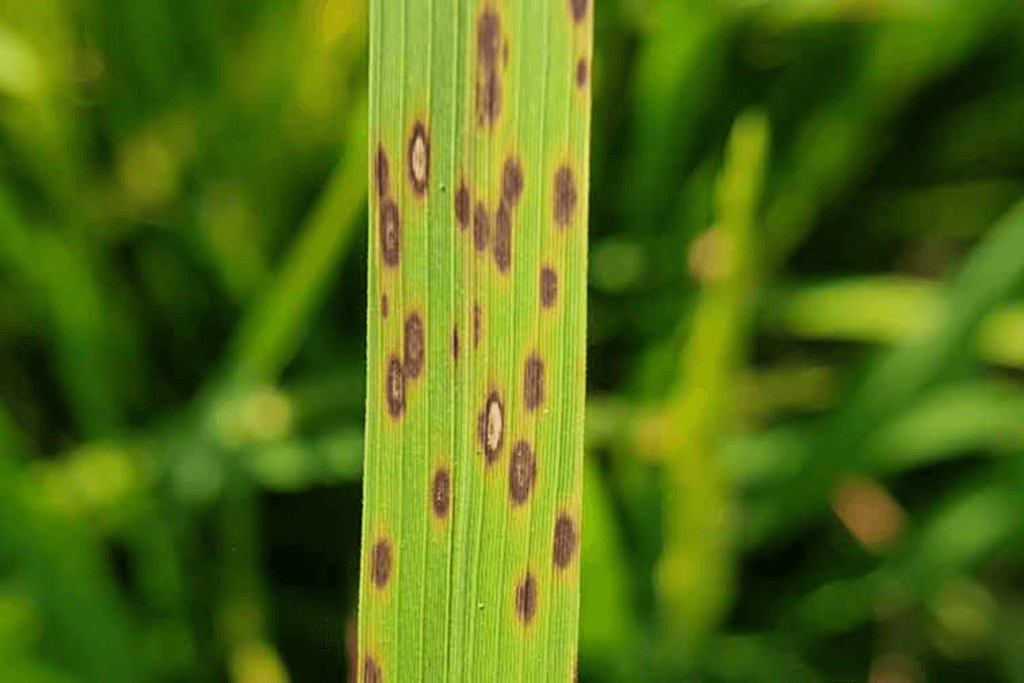 leaf-spot-lawn-disease-1024x683