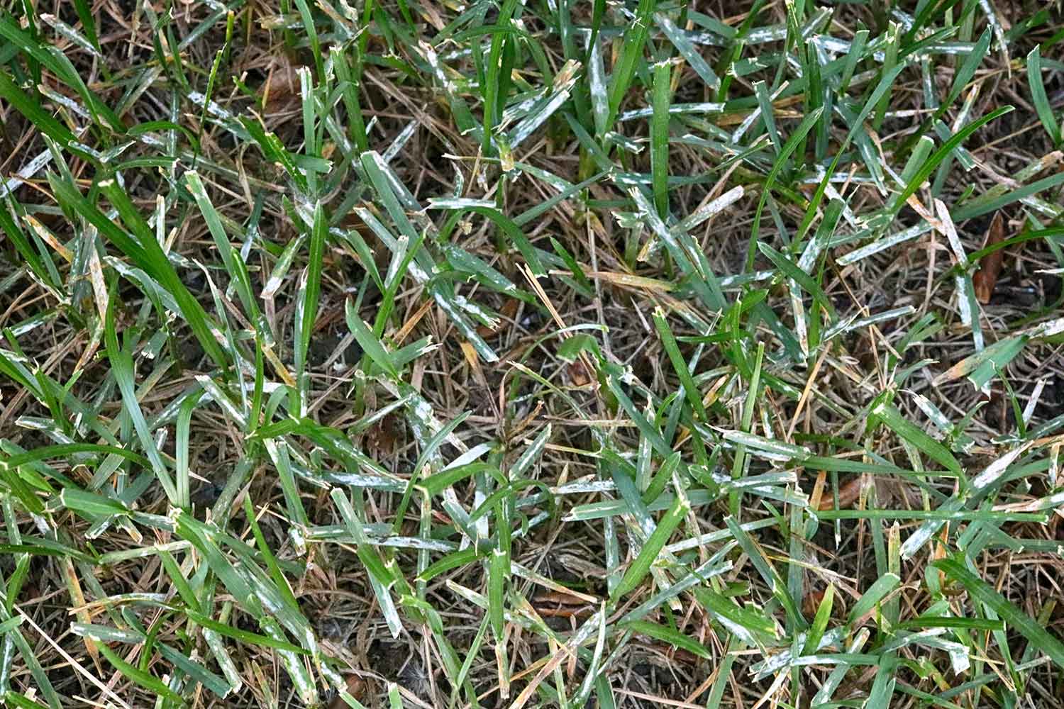 powdery-mildew-affecting-a-lawn