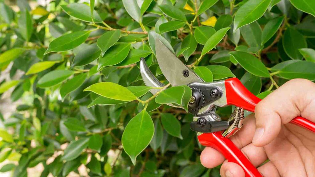 Pruning for new plant growth