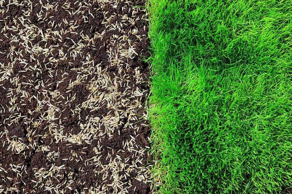 side-by-side-comparison-of-a-lawn-and-overseed-1024x682.jpg