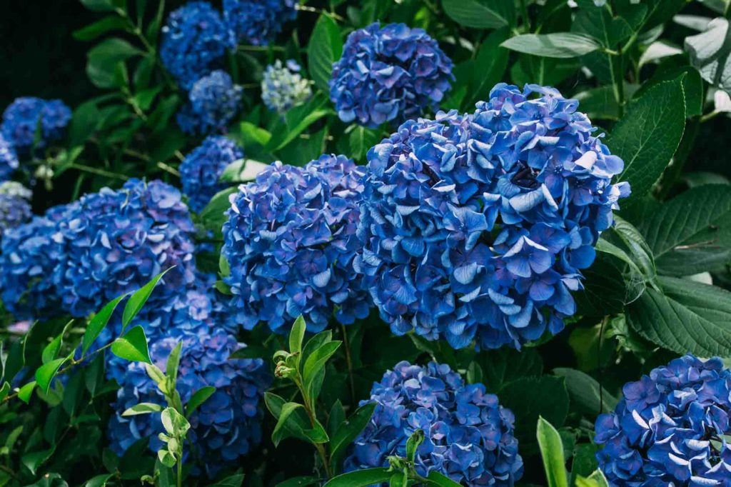 blue-hydrenga-1024x682.jpg
