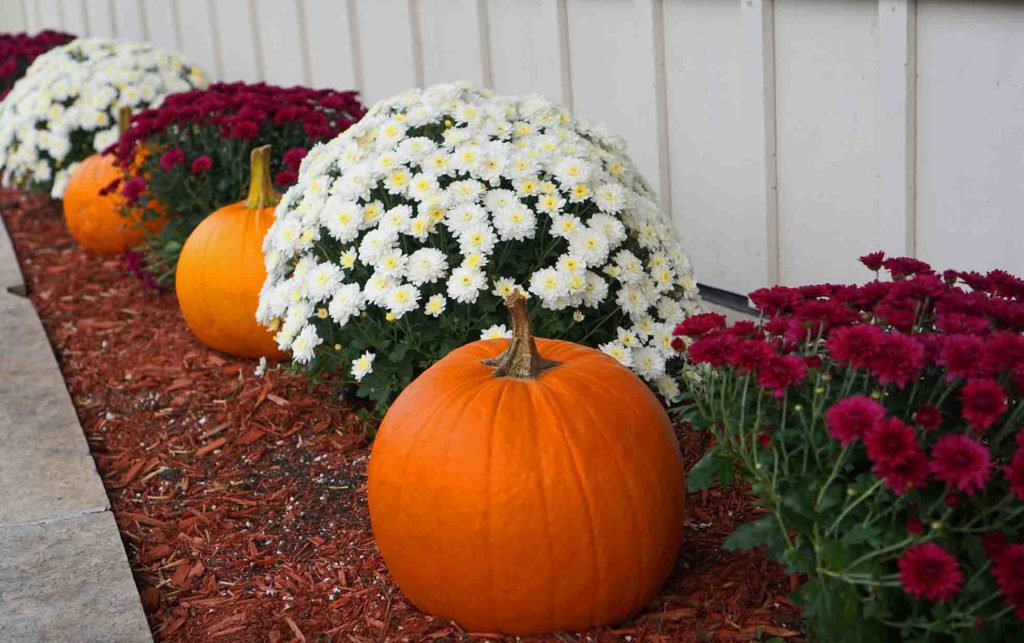 fall-mums-1024x643.jpg