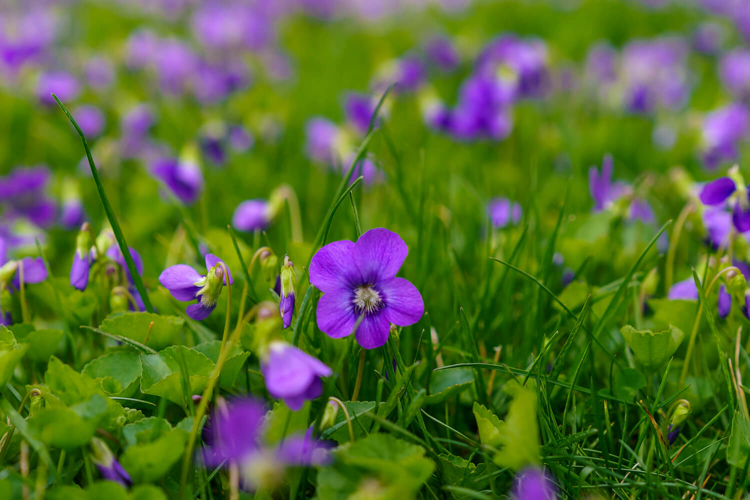 elite-lawn-care-wild-violet-3