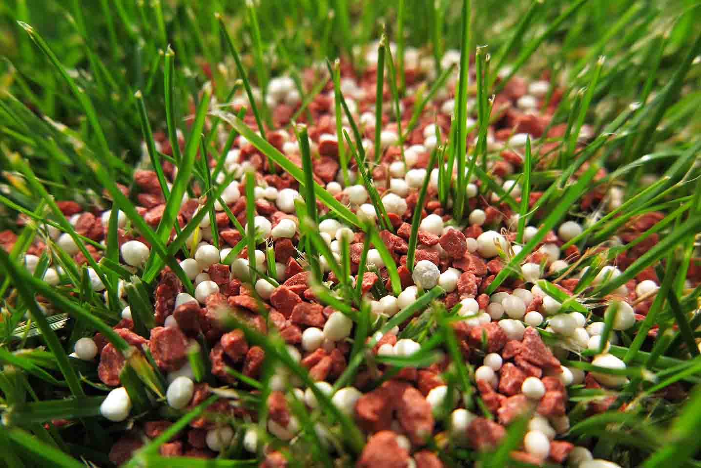 granular-fertilizer-in-lawn-scaled-1