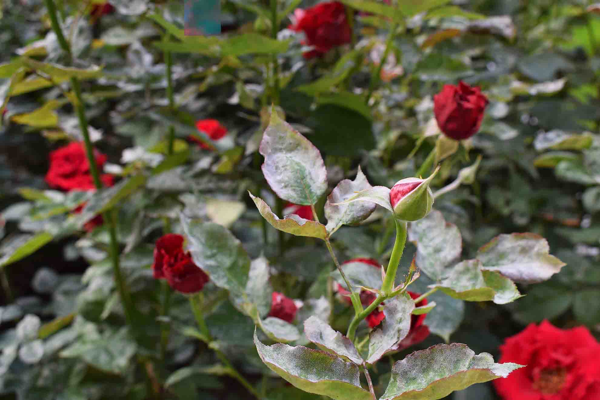 powdery-mildew-on-roses