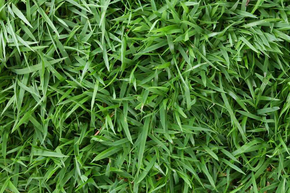 identifying-zoysiagrass.jpg