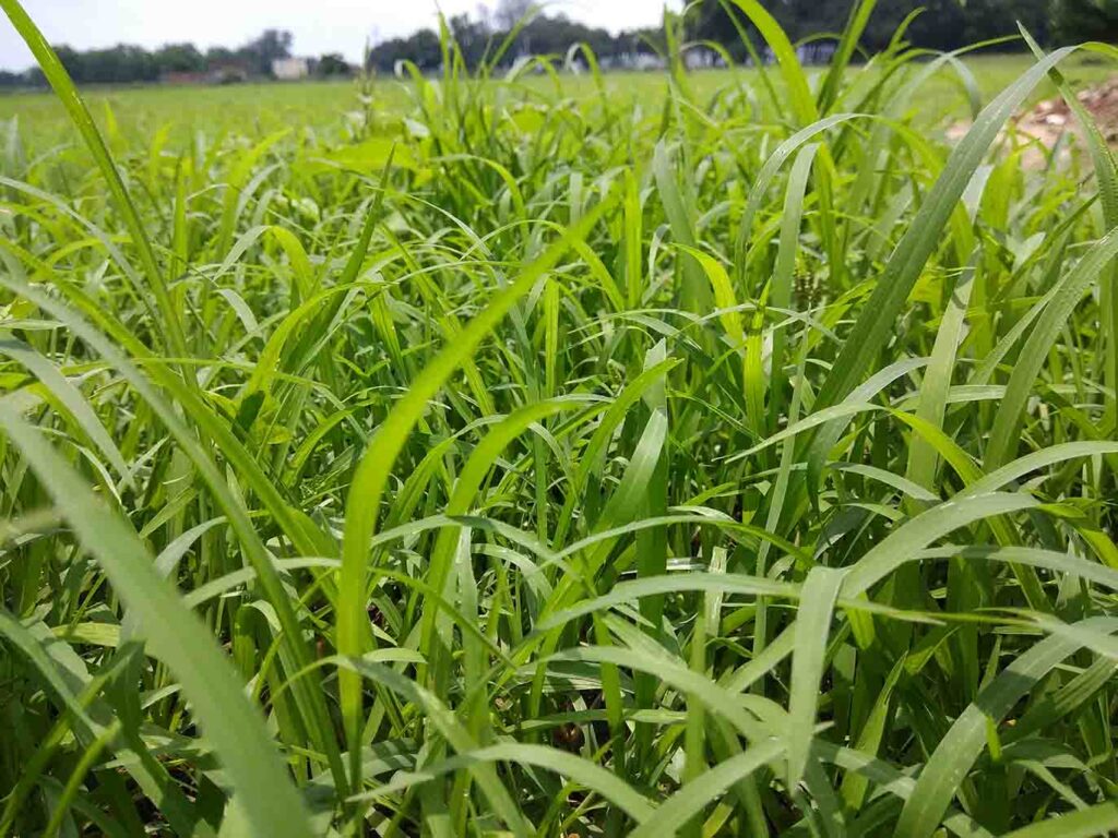 perennial-ryegrass-up-close-1024x768.jpg