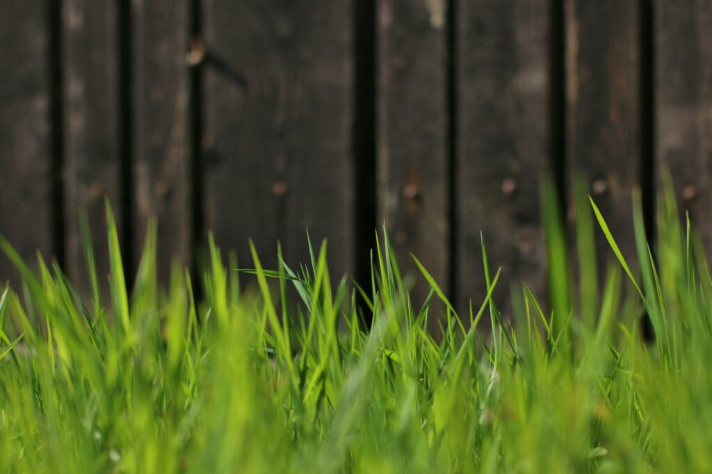 Spring grass