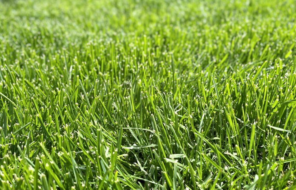 thick-lawn-grasses-1024x658.jpg