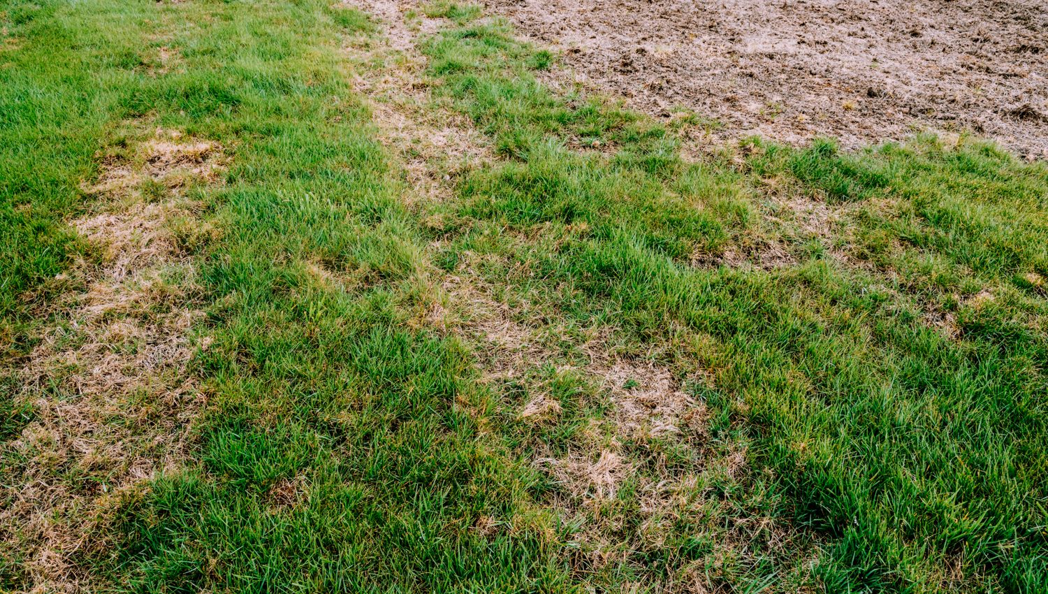 Common lawn diseases in Illinois