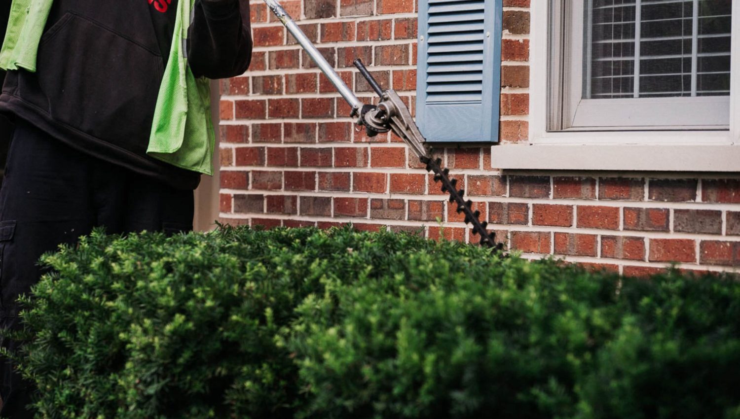 Professional hedge trimming service