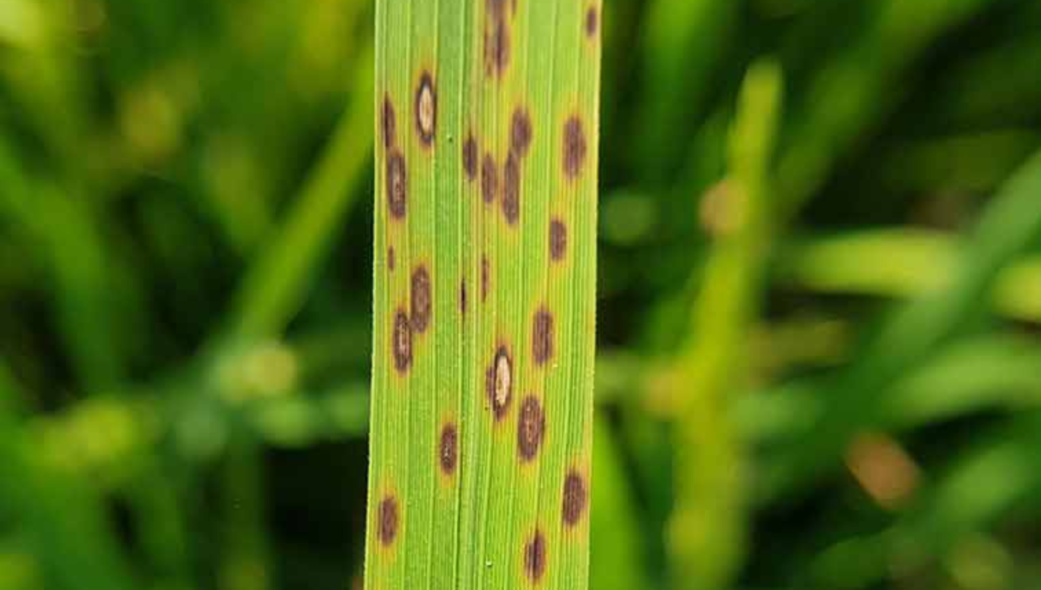 leaf-spot-lawn-disease-qs2t7y613h2855z4atxfxiqgtgjdfdrix8xw8exwdw