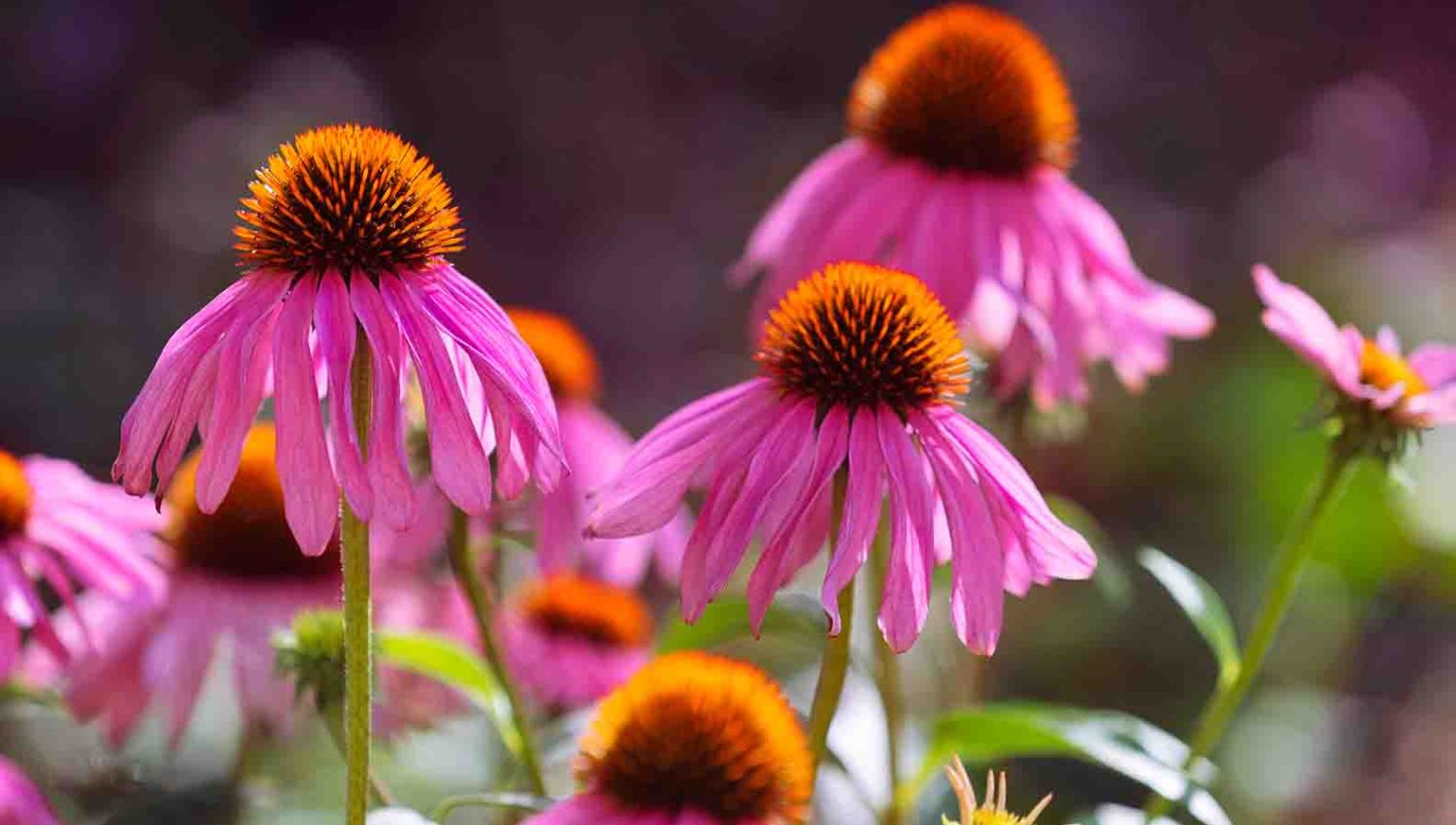 Beautiful pink coneflower