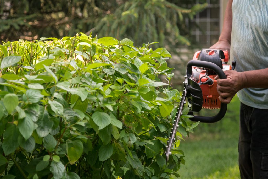 Bush Trimming Services in Crystal Lake