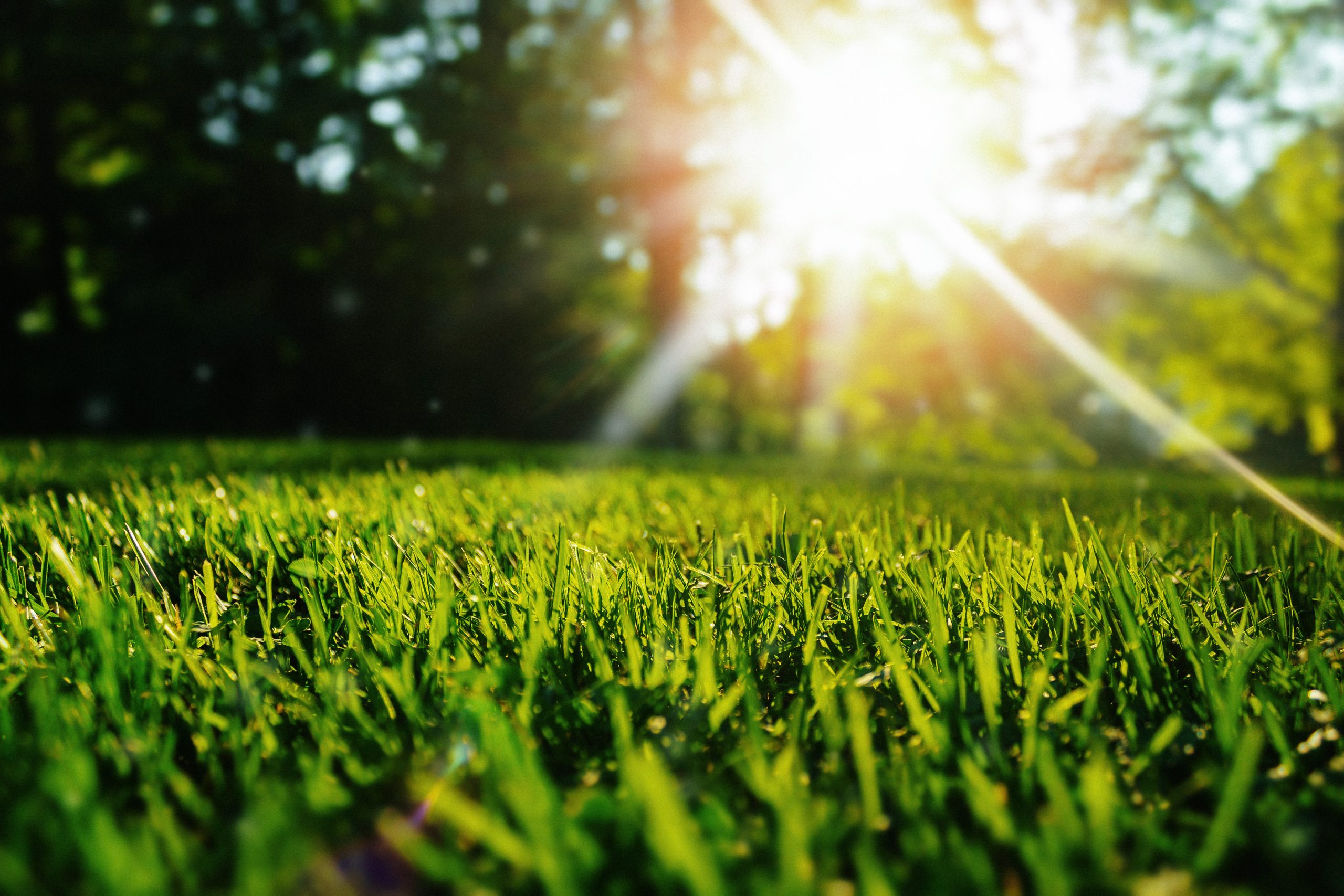 Read more about the article Everything You Need To Know About Liquid Lawn Fertilization