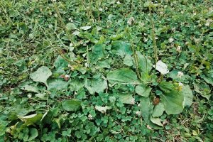 Identify Plantain Weeds In Your Grass - Post-Emergent Lawn Weed Treatment