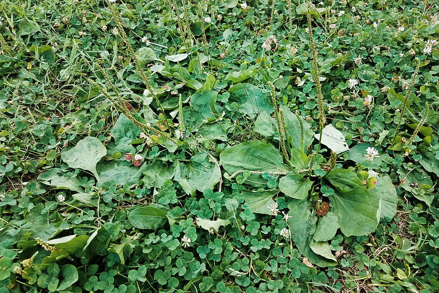 Read more about the article How To Treat Common Lawn Weeds In Illinois