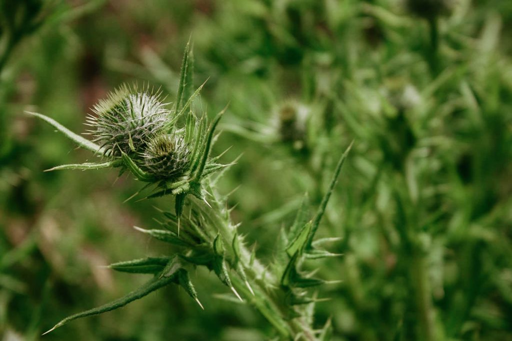 Find & Identify Bull Thistle - Typical Illinois Yard Weed