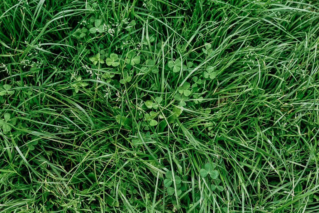 lawn weeds identification