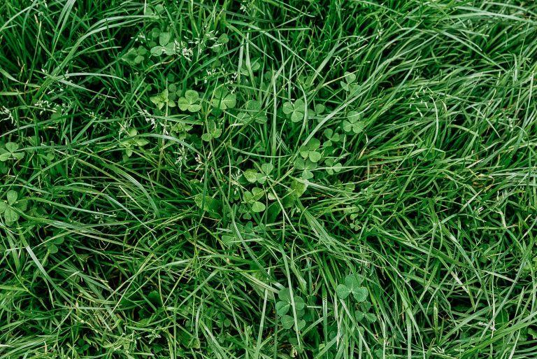 Find Out How To Identify Common Illinois Lawn Weeds Elite Lawn Care