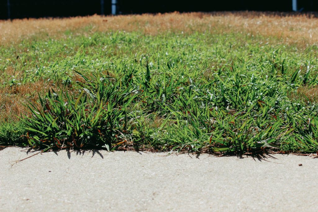 How to Identify and Treat Crabgrass