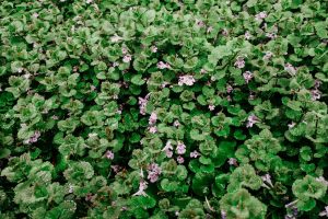 Treat & Identify Creeping Charlie - A Broadleaf Lawn Weed