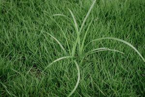 Find Out How To Identify Common Illinois Lawn Weeds