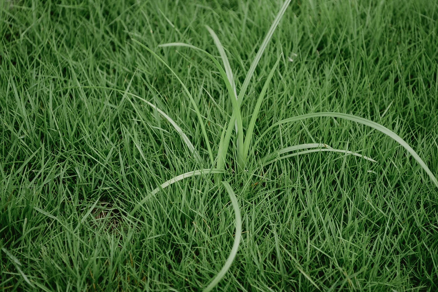 Read more about the article Find Out How To: Identify Common Illinois Lawn Weeds