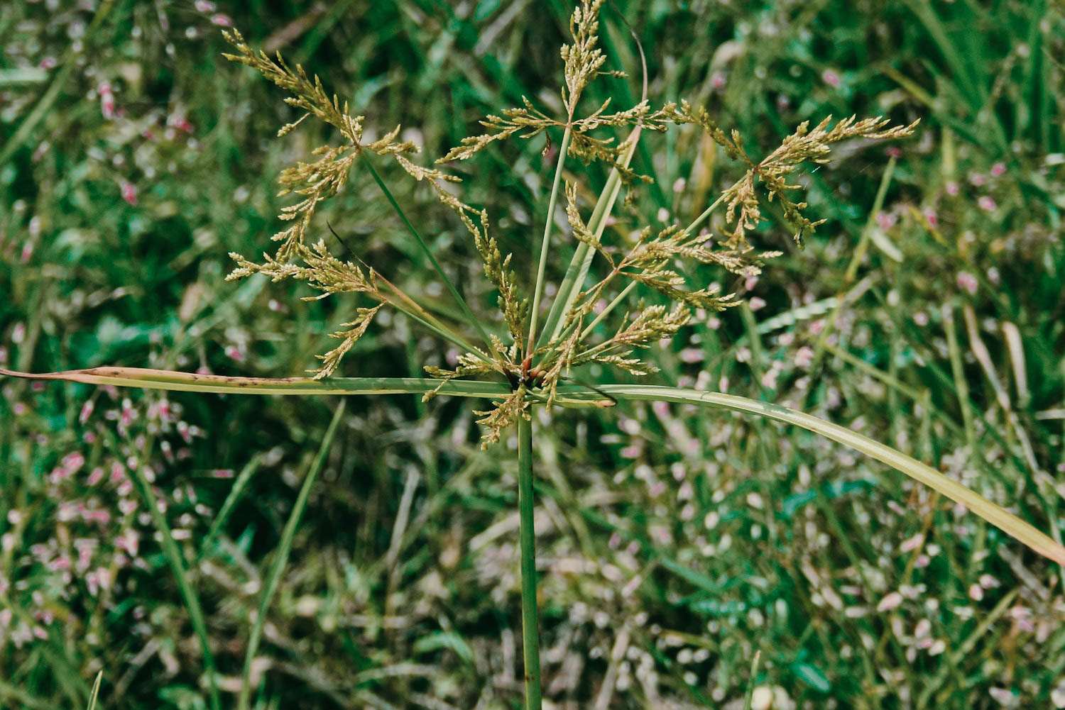 Discover How To Treat Difficult Broadleaf Lawn Weeds Elite Lawn Care