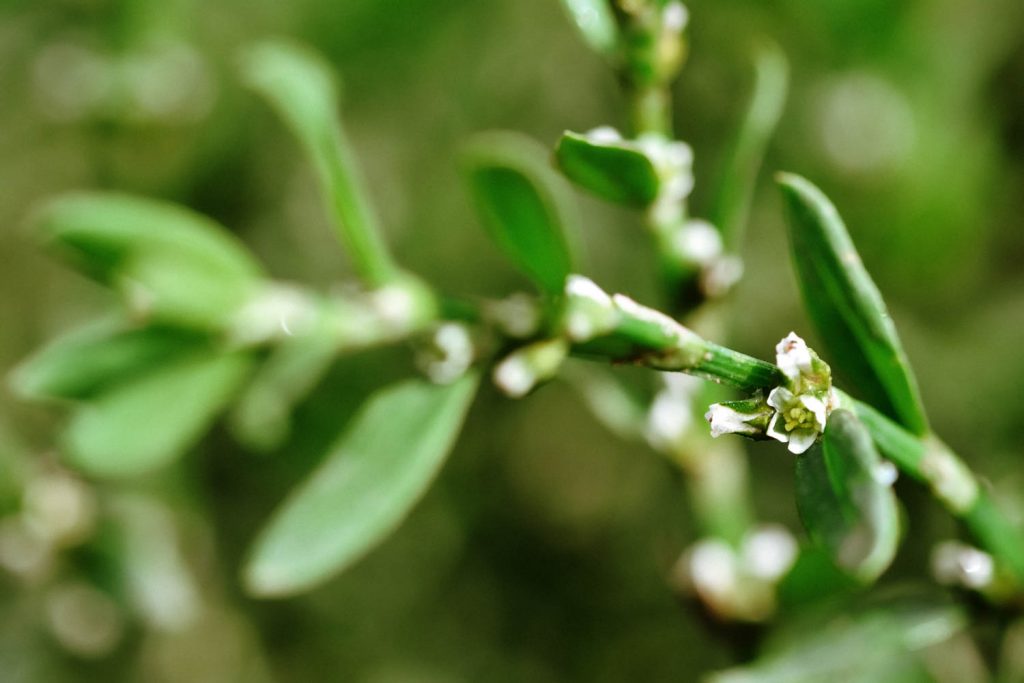 Locate Prostrate Knotweed Hiding In Your Lawn - Common Lawn Weed