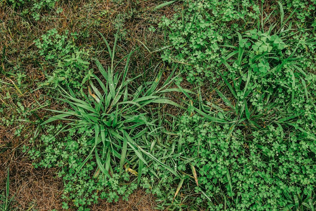 Starting with the basics of grass identification