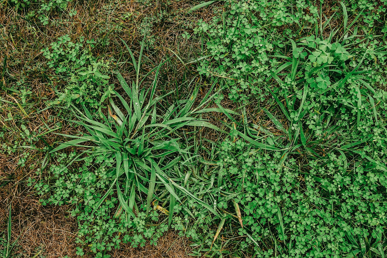 Read more about the article Learn How To: Identify Broadleaf Lawn Weeds